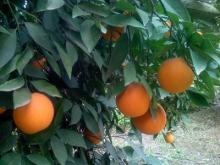 Navel Orange, Clementine from Morocco