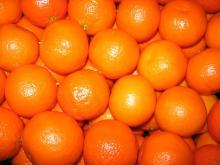 Nova, Ortalines, Ortaniques, Ortanic, Mandarines