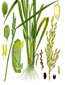 Rice