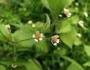Asiatic plantain Herb Extract 10:1 For Sale
