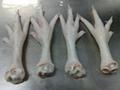grade A processed Chicken Paws