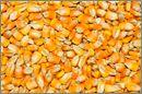 yellow corn