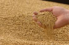 Wheat