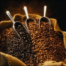 ROBUSTA COFFEE AND ARABICA COFFEE