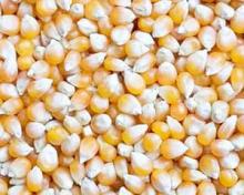 MAIZE FOR ANIMAL AND HUMAN FEED