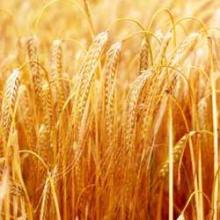 BARLEY