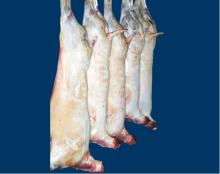 lamb meat ,halal meat