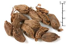 CARDAMON