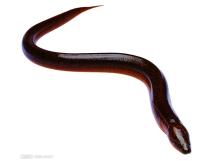 eel suppliers,exporters on 21food.com