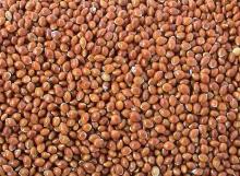 broomcorn millet