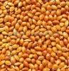 millet