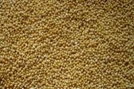 Millet in husk