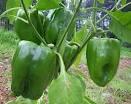 green peper