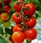 fresh tomatoes