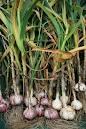 sell offer fresh garlic