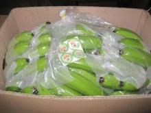 fresh cavendish banana