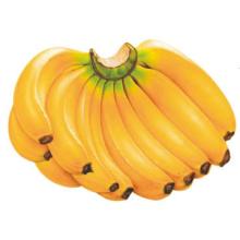 BANANA CAVENDISH FROM ECUADOR