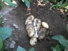 Potatoes SPUNTA