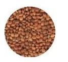 red broomcorn millet