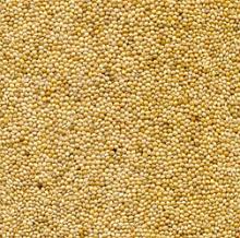 Yellow millet