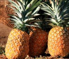 Fresh Pineapples