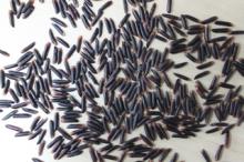 Vietnam Organic Black Rice
