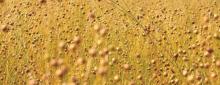 High Value Cold Pressed FLAX seed Oil