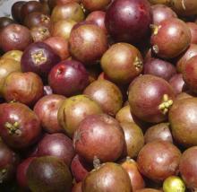 Kokum seeds & oil