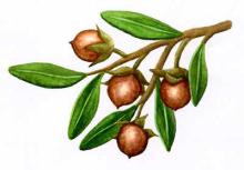 High Grade JOJOBA Oil