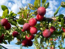 Santa Rosa Plum