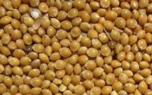 yellow broomcorn millet