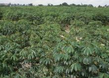 Tapioca starch (our cassava farm)