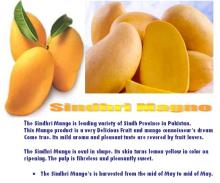 Fresh & Delicious Mango from Pakistan
