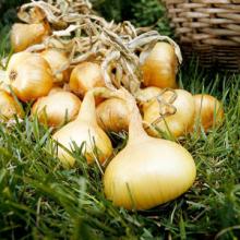 onion