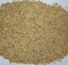 Feed Barley