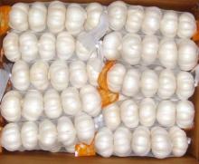 Pure white garlic (snow white garlic)
