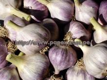 PURPLE GARLIC FOR SALE