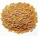 YELLOW MUSTARD SEEDS