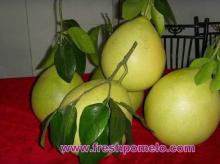 fresh pomelo,honey pomelo,fresh fruits