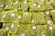 Fresg grapes