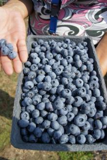 Blueberries - fresh from top european supplier