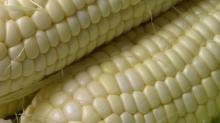 yellow corn,white corn