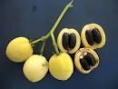 Jatropha oil