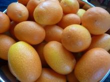 KUMQUATS FRUITS FOR SALE
