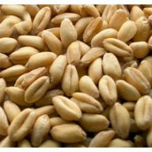 Whole Wheat Grain
