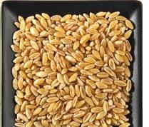 Durum wheat