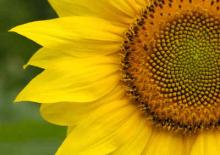 SUPER SUNFLOWER OIL