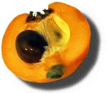 Fresh Loquat