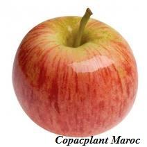 GALA apple