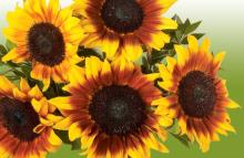 DOUBLE REFINED SUN FLOWER OIL FOR SELL